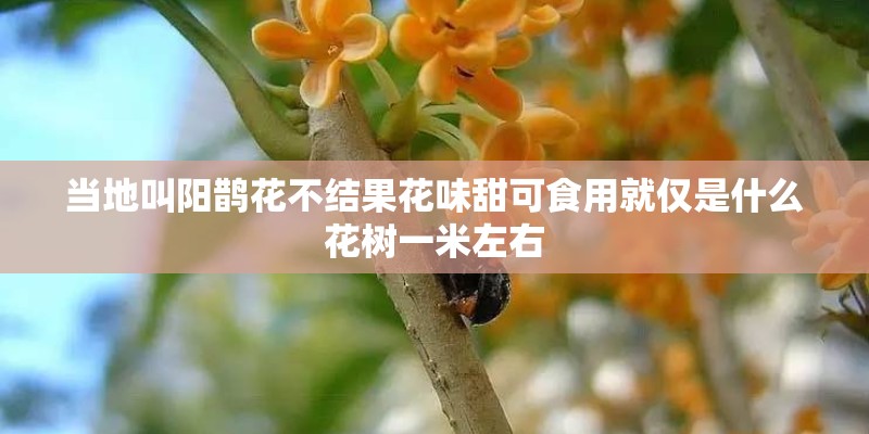 当地叫阳鹊花不结果花味甜可食用就仅是什么花树一米左右
