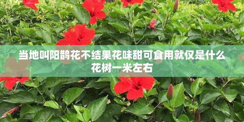 当地叫阳鹊花不结果花味甜可食用就仅是什么花树一米左右
