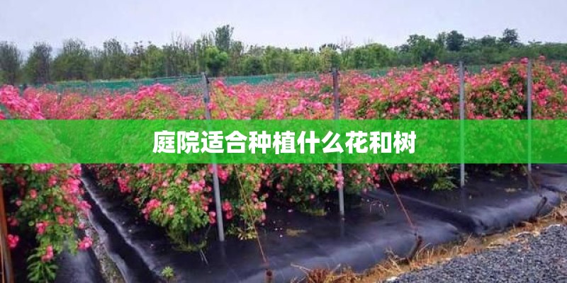庭院适合种植什么花和树