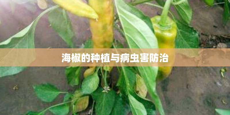 海椒的种植与病虫害防治