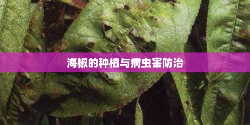 海椒的种植与病虫害防治