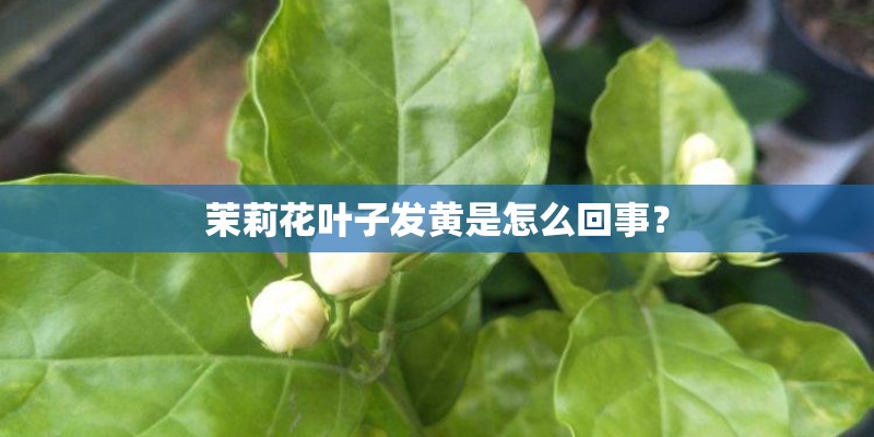 茉莉花叶子发黄是怎么回事？