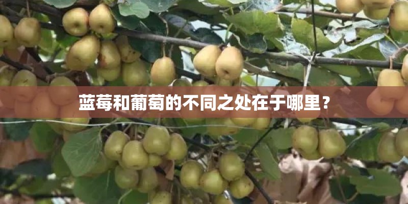蓝莓和葡萄的不同之处在于哪里？