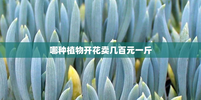 哪种植物开花卖几百元一斤