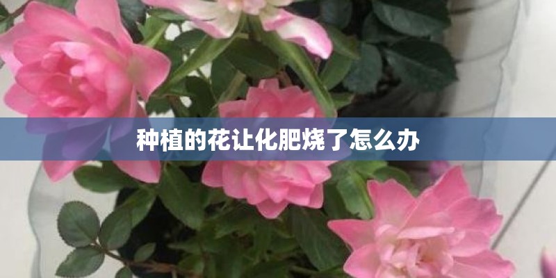 种植的花让化肥烧了怎么办