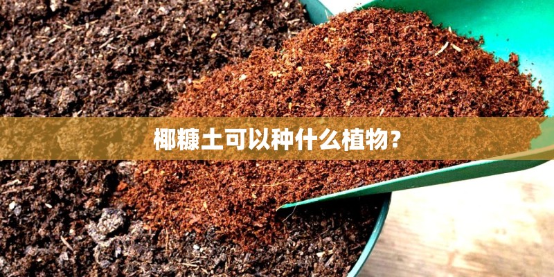 椰糠土可以种什么植物？