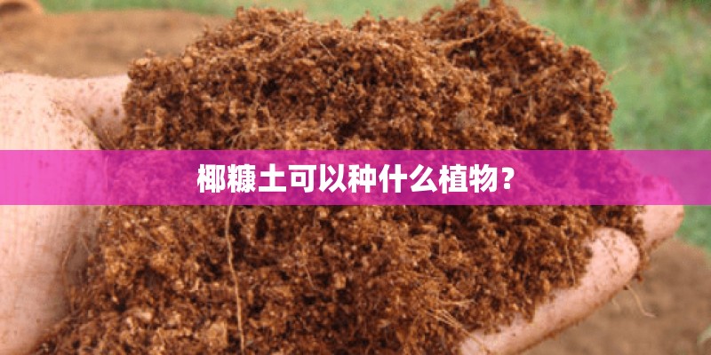 椰糠土可以种什么植物？