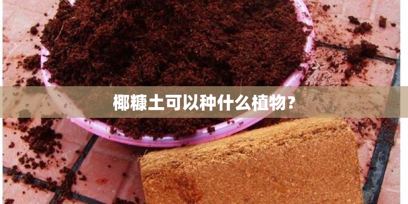 椰糠土可以种什么植物？