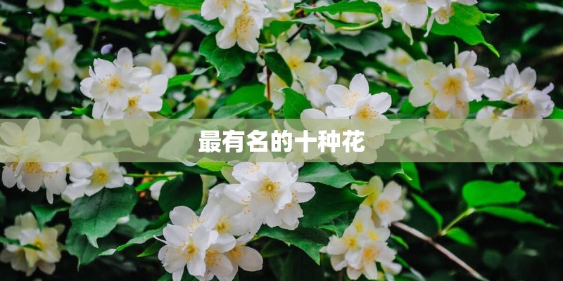 最有名的十种花