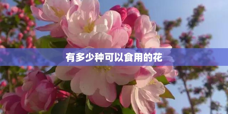 牡丹适合什么样的土壤生长？