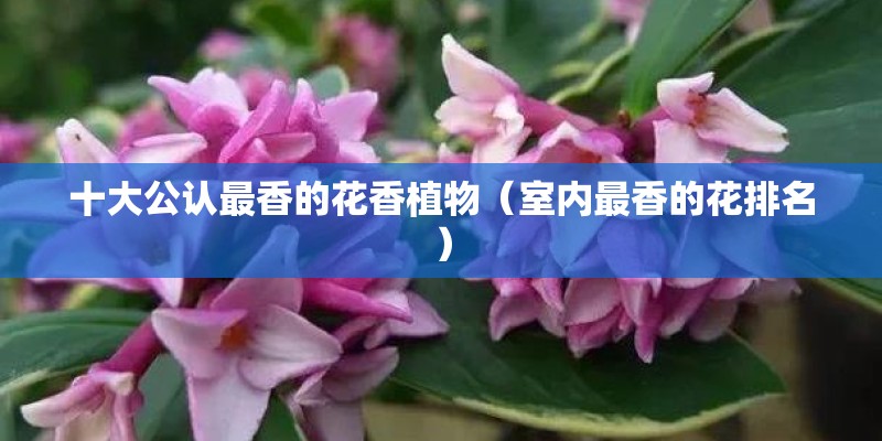 十大公认最香的花香植物（室内最香的花排名）