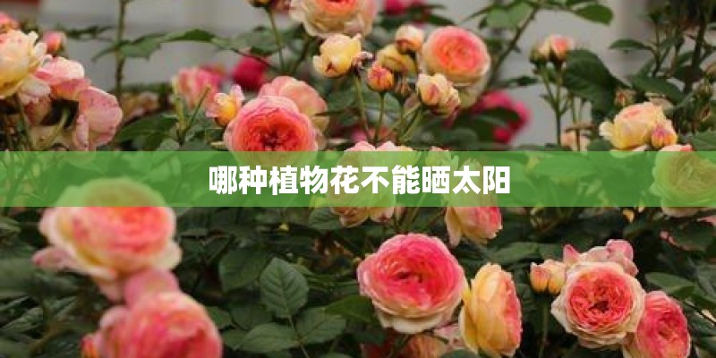 哪种植物花不能晒太阳