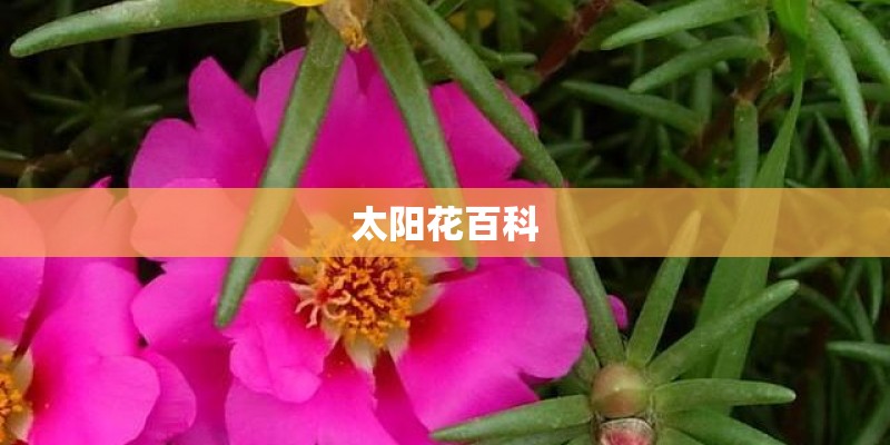 太阳花百科