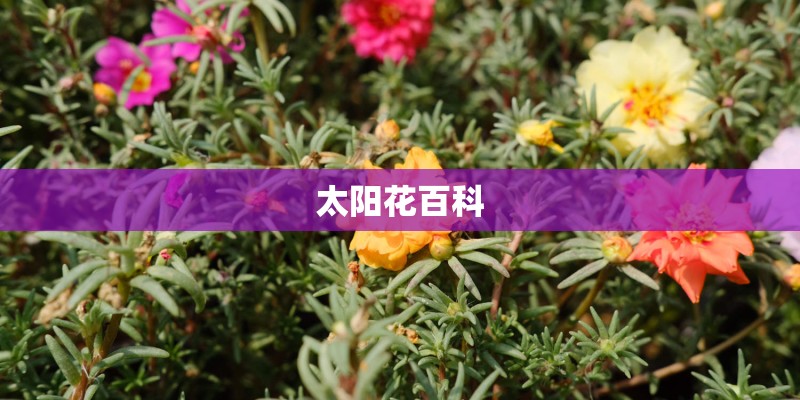 太阳花百科