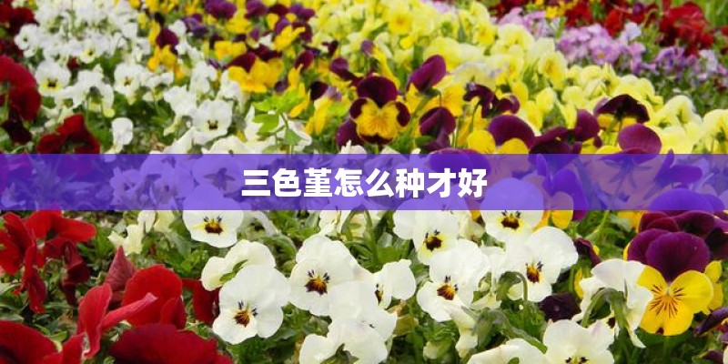 三色堇怎么种才好