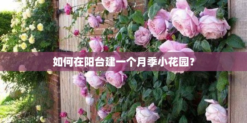 如何在阳台建一个月季小花园？
