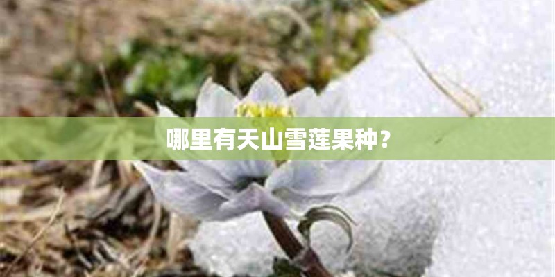 哪里有天山雪莲果种？