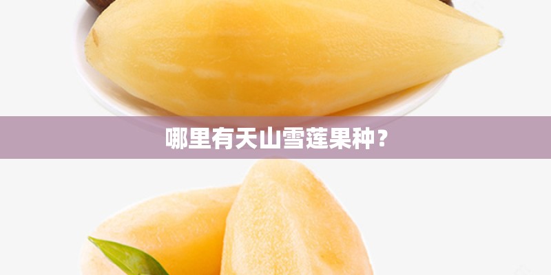 哪里有天山雪莲果种？