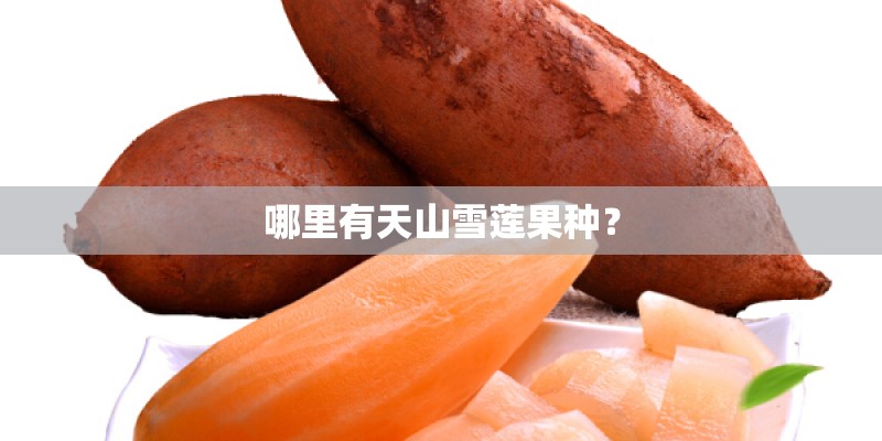 哪里有天山雪莲果种？