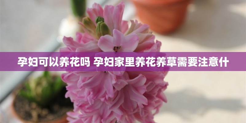 孕妇可以养花吗 孕妇家里养花养草需要注意什