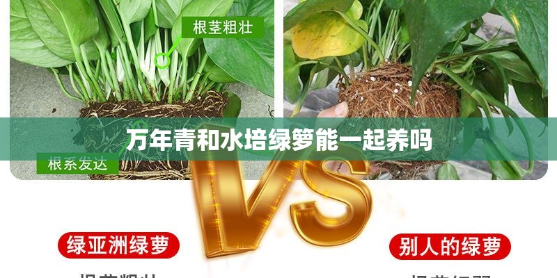 万年青和水培绿箩能一起养吗