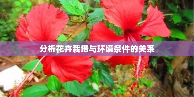 分析花卉栽培与环境条件的关系