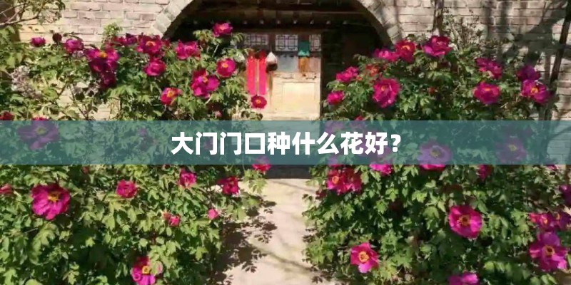 大门门口种什么花好？