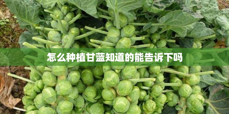 怎么种植甘蓝知道的能告诉下吗