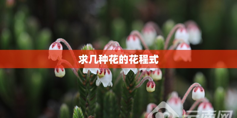 求几种花的花程式