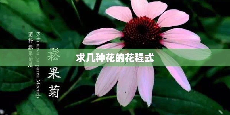 求几种花的花程式