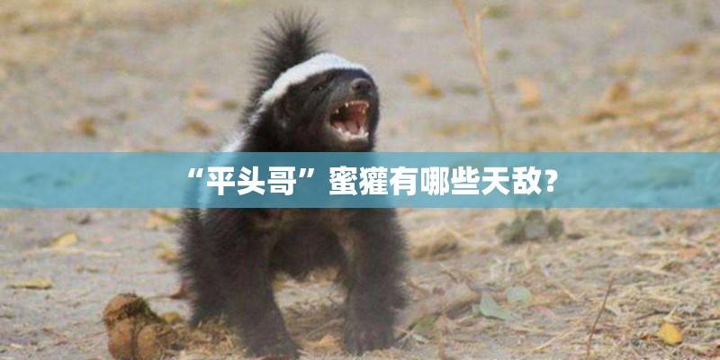 “平头哥”蜜獾有哪些天敌？