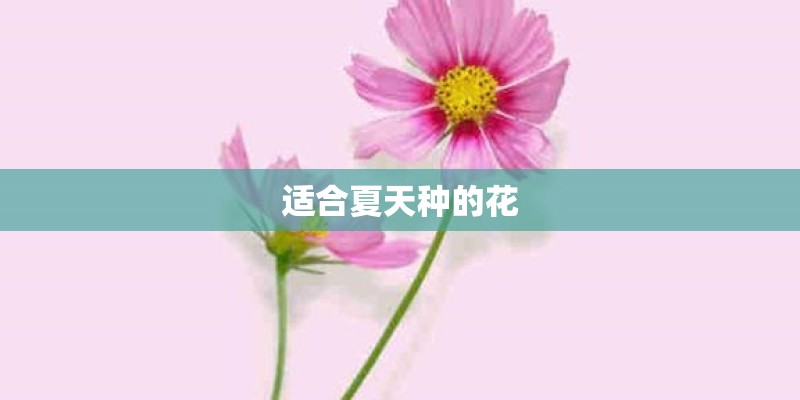 适合夏天种的花