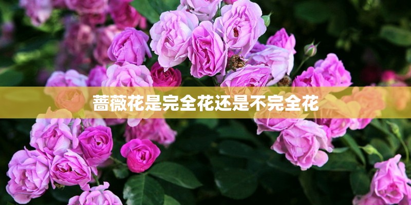 蔷薇花是完全花还是不完全花