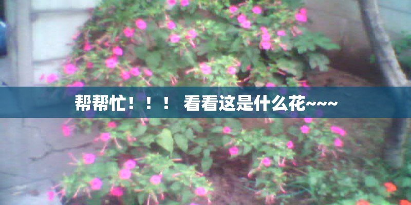 帮帮忙！！！ 看看这是什么花~~~