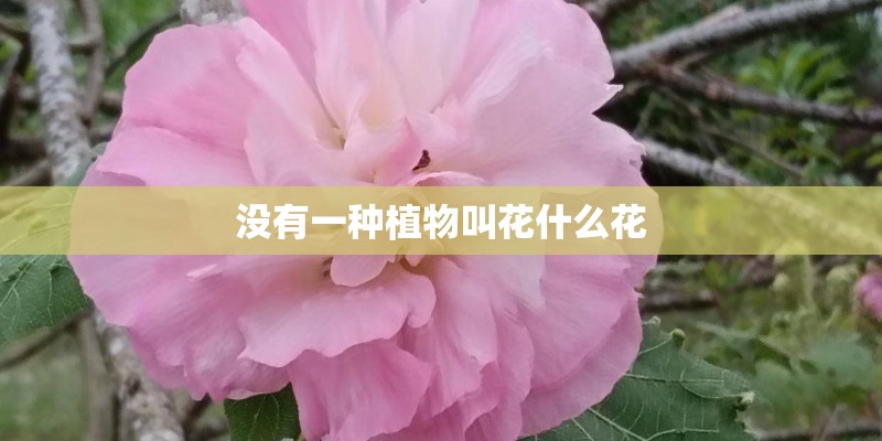 没有一种植物叫花什么花