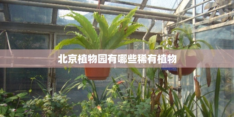 北京植物园有哪些稀有植物