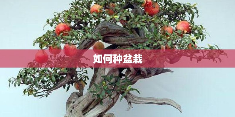 如何种盆栽