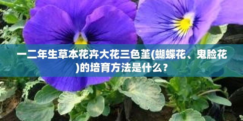 一二年生草本花卉大花三色堇(蝴蝶花、鬼脸花)的培育方法是什么？