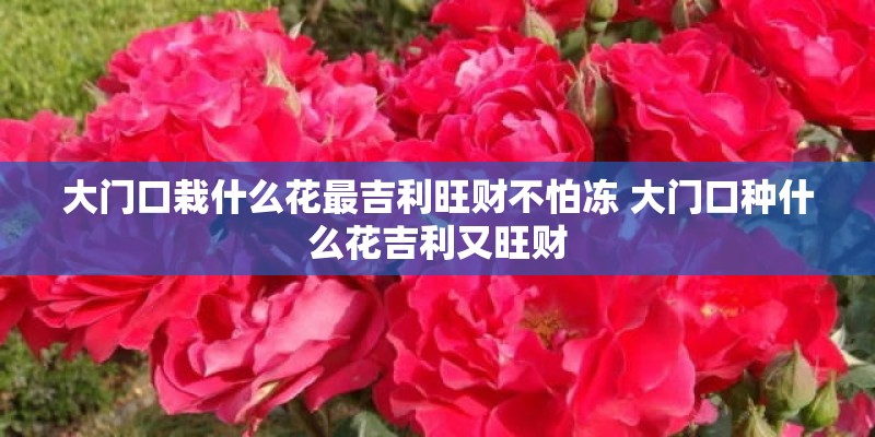 大门口栽什么花最吉利旺财不怕冻 大门口种什么花吉利又旺财