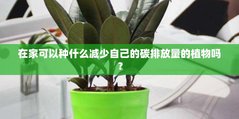 在家可以种什么减少自己的碳排放量的植物吗？