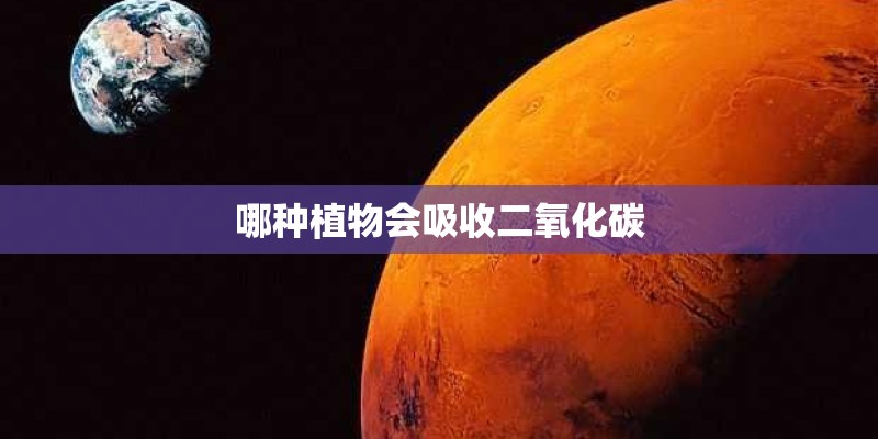 哪种植物会吸收二氧化碳