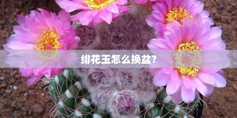 绯花玉怎么换盆？