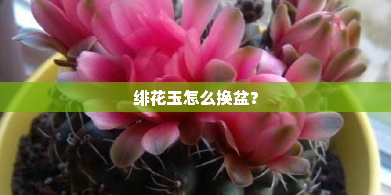绯花玉怎么换盆？