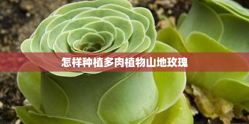 怎样种植多肉植物山地玫瑰
