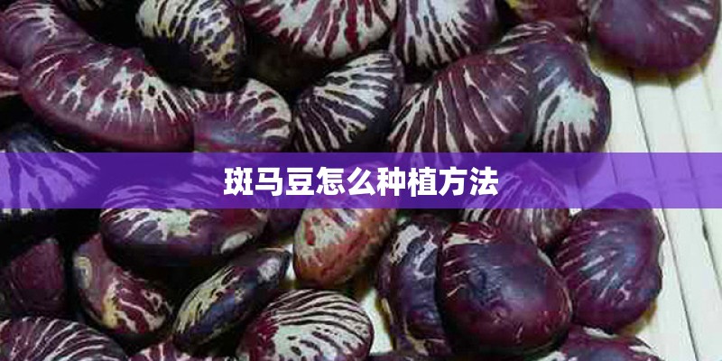 斑马豆怎么种植方法