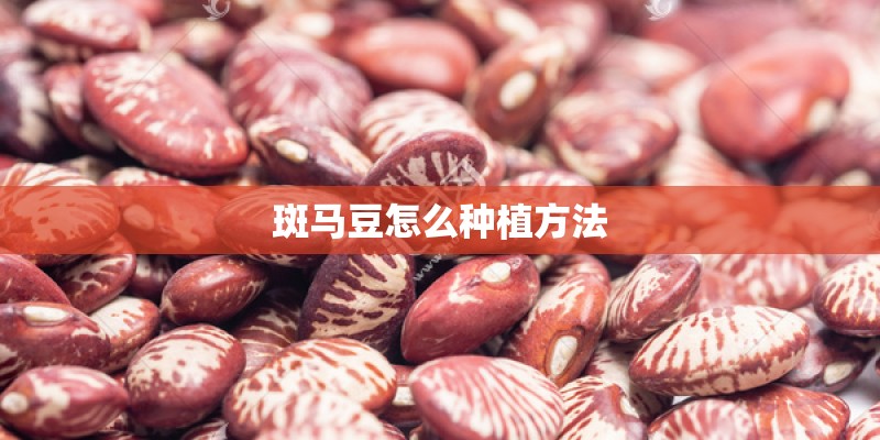 斑马豆怎么种植方法