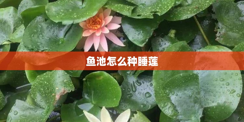 鱼池怎么种睡莲