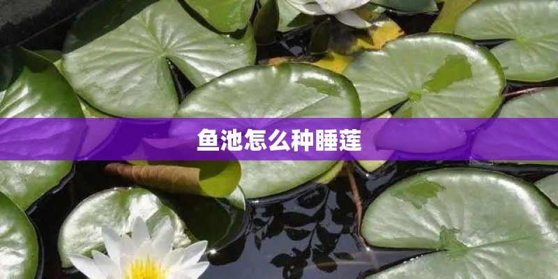 鱼池怎么种睡莲