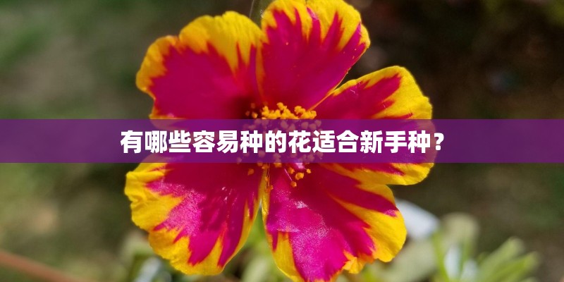 有哪些容易种的花适合新手种？