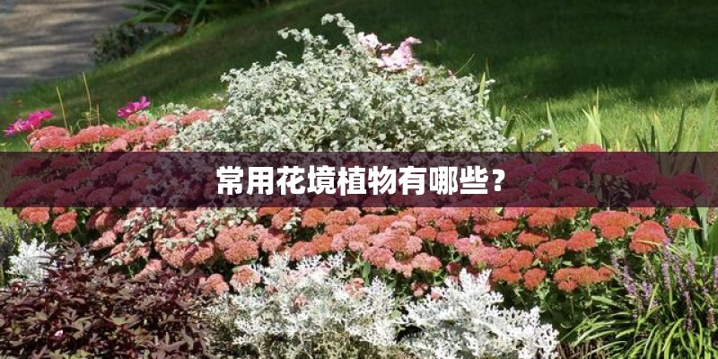线描写生：草本植物+写生心得分享